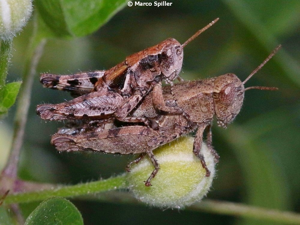 Pezotettix giornae  in copula